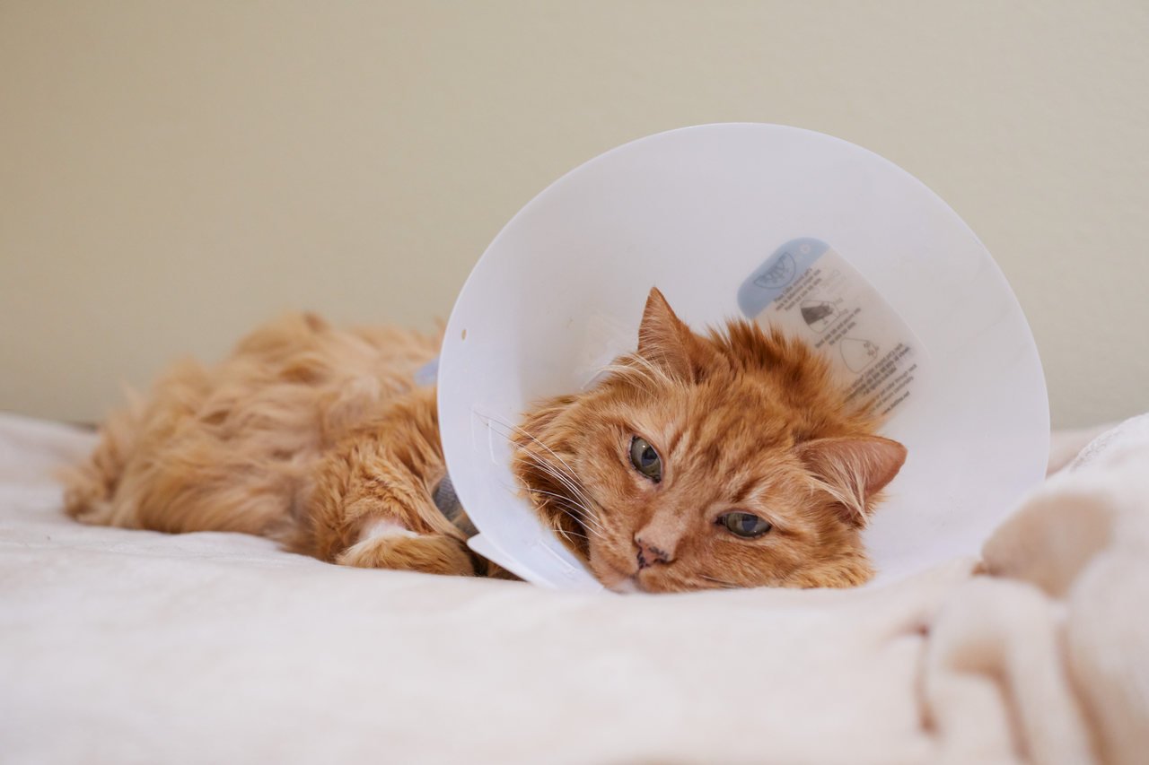 kısırlaştırma işleminden sonra boynuna elizabet takılmış kırçıllı kedi