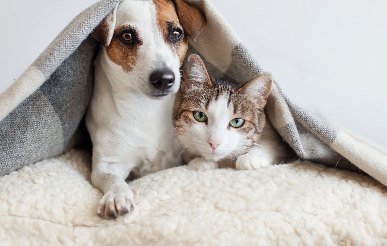 Bir battaniyenin altında duran kedi ve köpek
