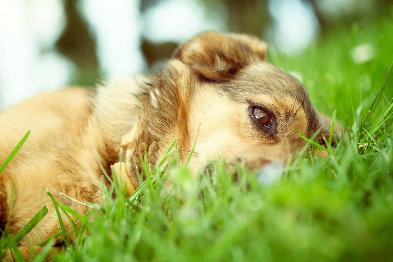 çimlerin üzerinde yatan sevimli köpek