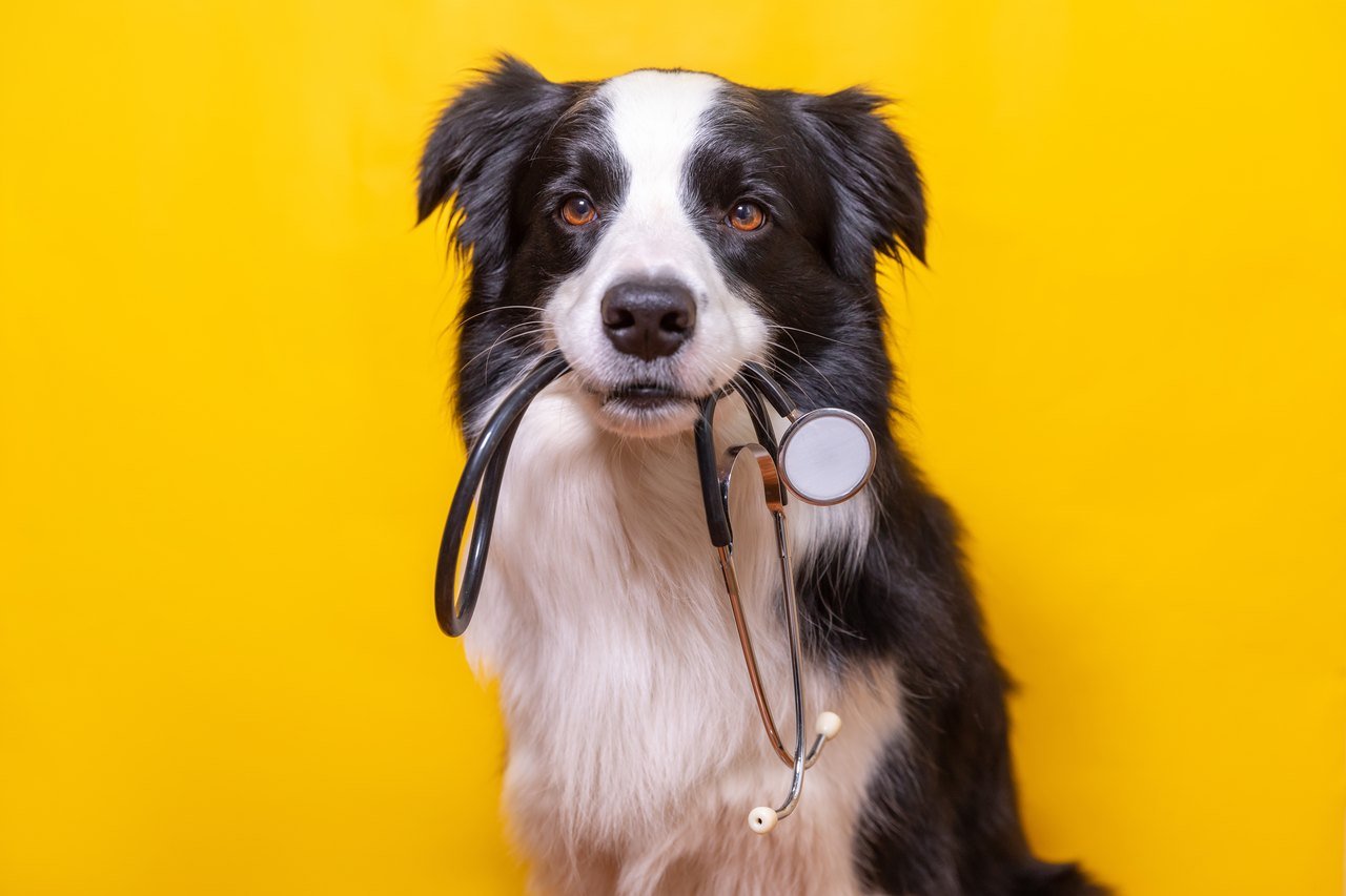 ağzıyla stetoskop tutan köpek