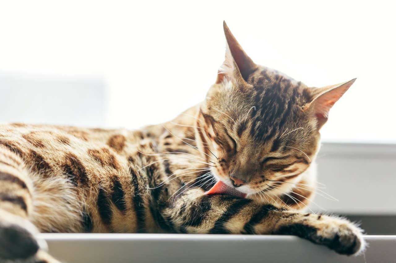 en temiz evcil hayvana örnek olacak kendini temizleyen kedi