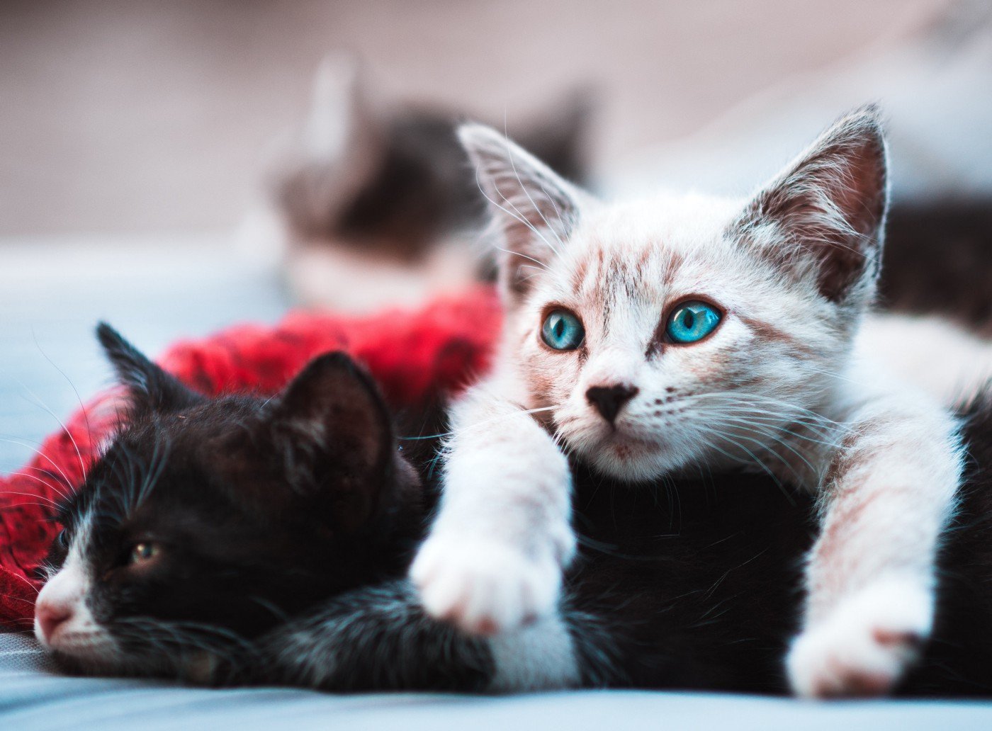 yavru kedi bakimi nasil yapilir nelere dikkat edilir vetrium cayyolu veteriner klinigi