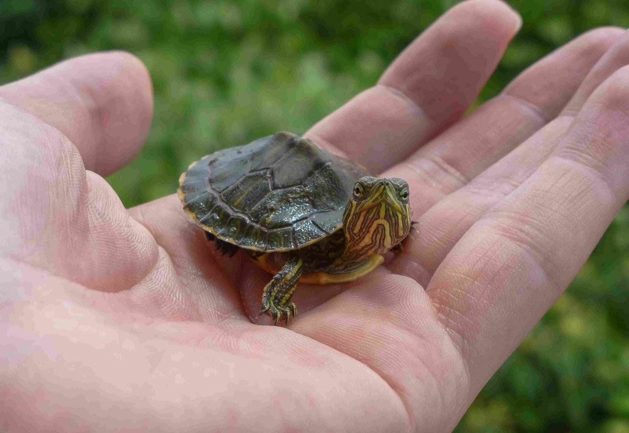 Su kaplumbağasının üzerinde durduğu bir insan eli