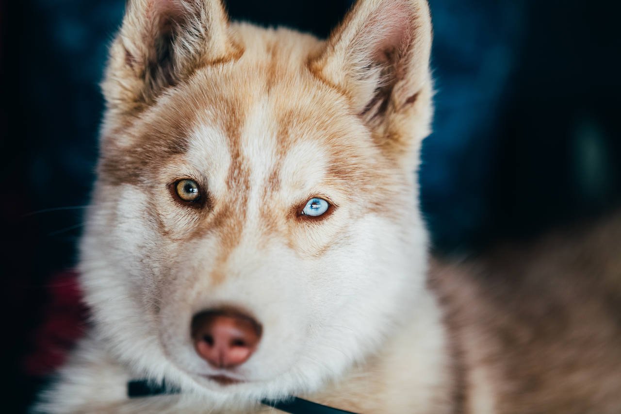 mavi gözlü beyaz parlak türlü güzel bir köpek
