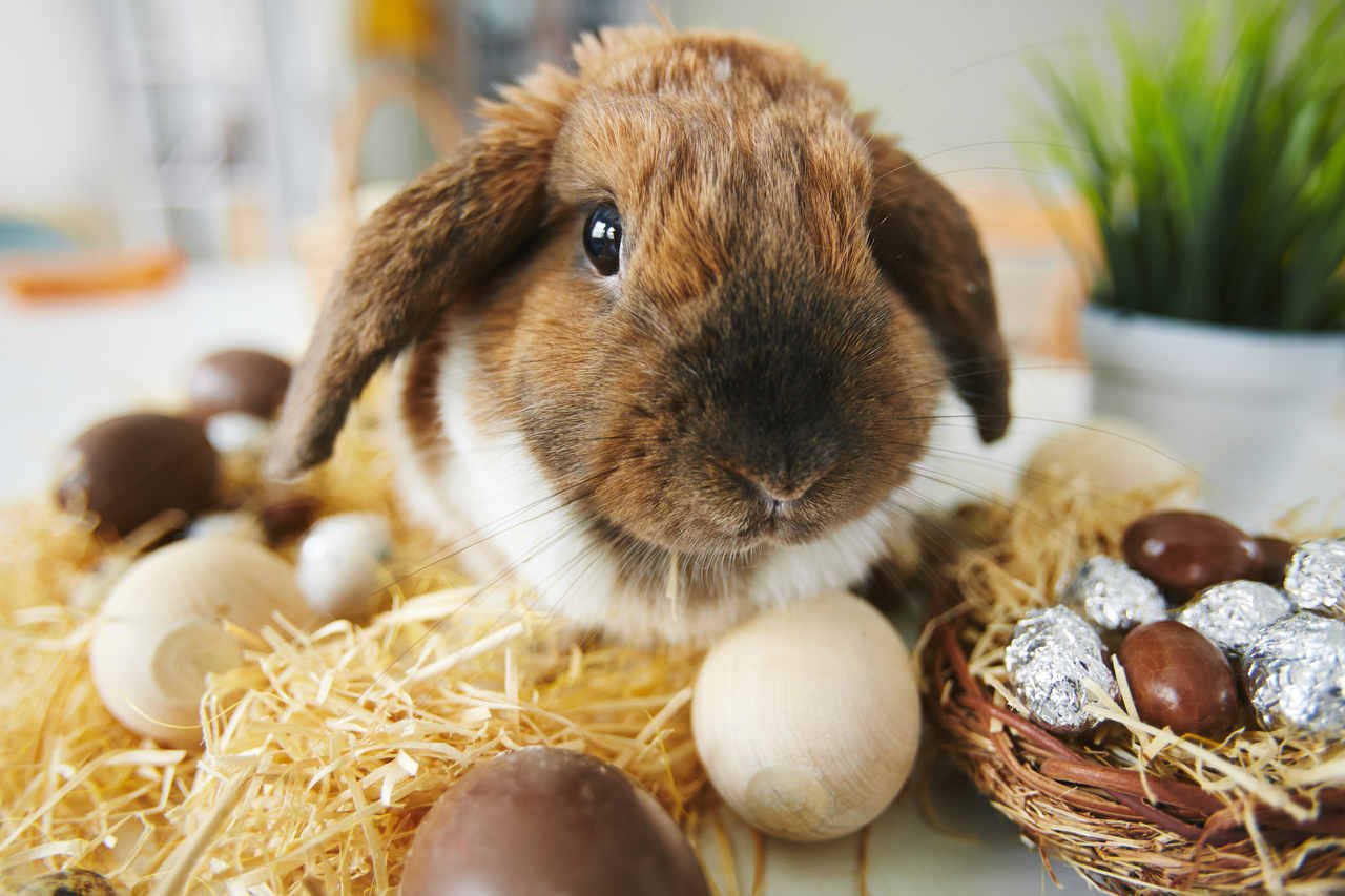 önünde yumurtalar olan ve samanların arasından poz veren kulakları bükülü tavşan