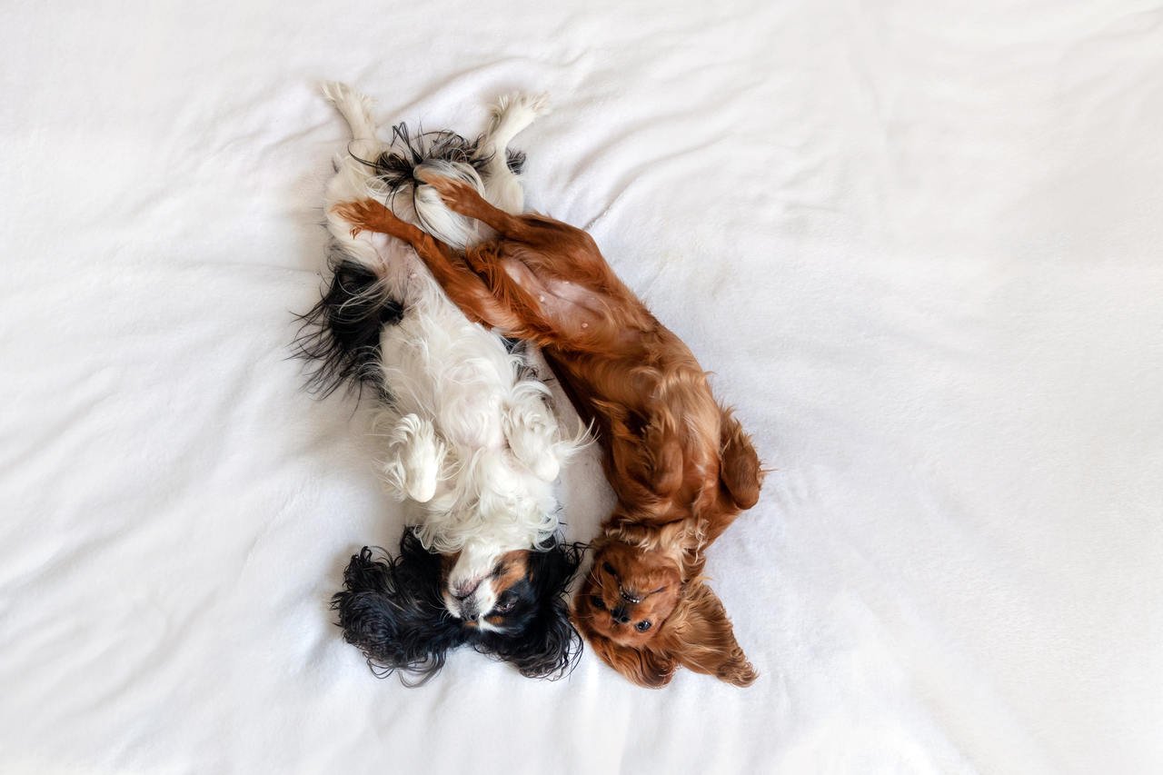 yatakta yan yana yatan iki sevimli köpek