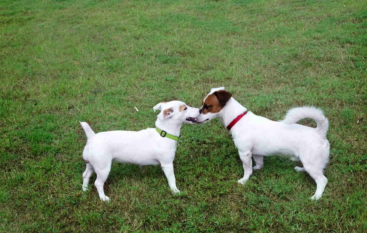 birbirleri ile oynayan köpekler