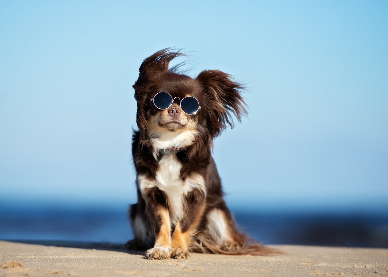 Güneş gözlüğü takmış küçük ırk köpek