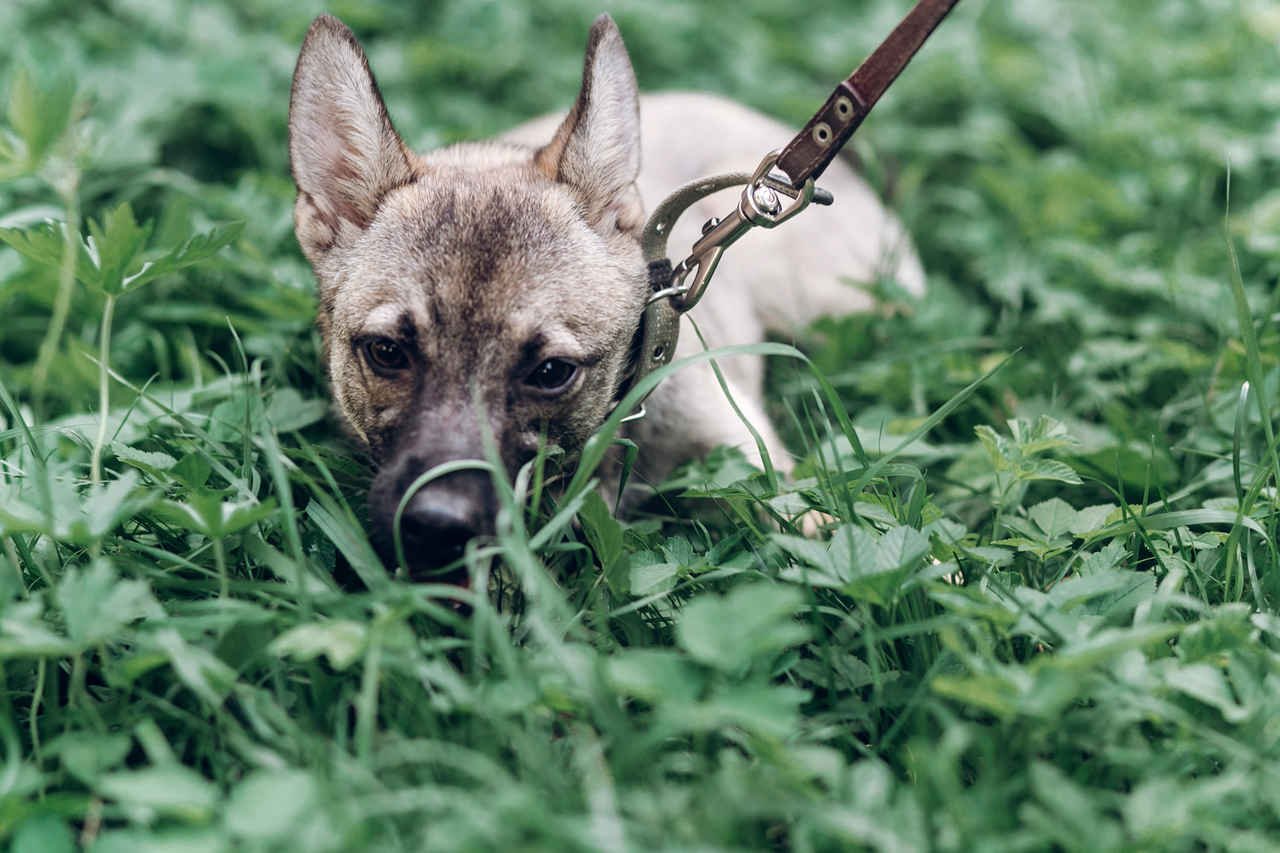çimlerin arasına saklanmış küçük köpek