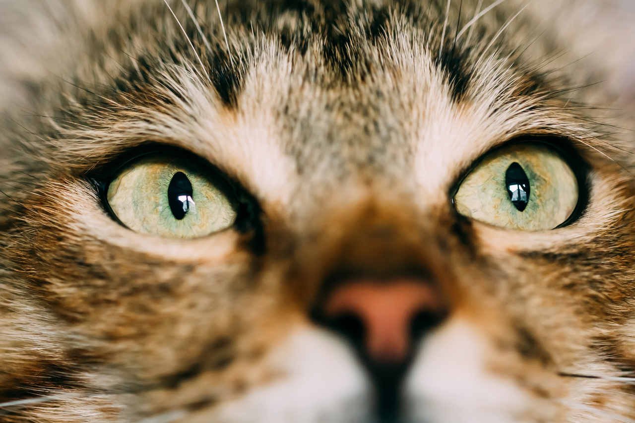 kedilerin özellikleri arasında yer alan kirpiksiz olma özelliğine sahip kedi