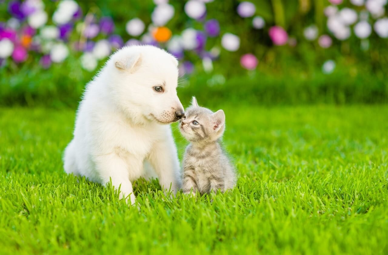 Çim alanda yan yana duran yavru kedi ile beyaz yavru köpek