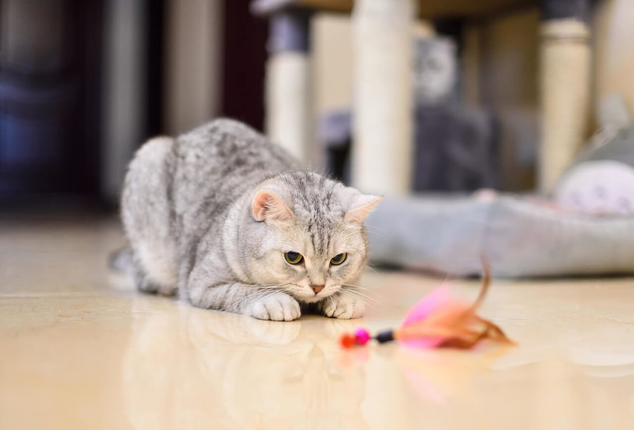 tüylü bir oyuncak ile oynayan gri renkli kedi
