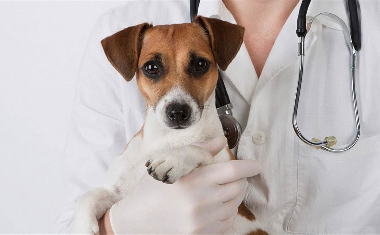 veteriner helimin kucağındaki sevimli köpek