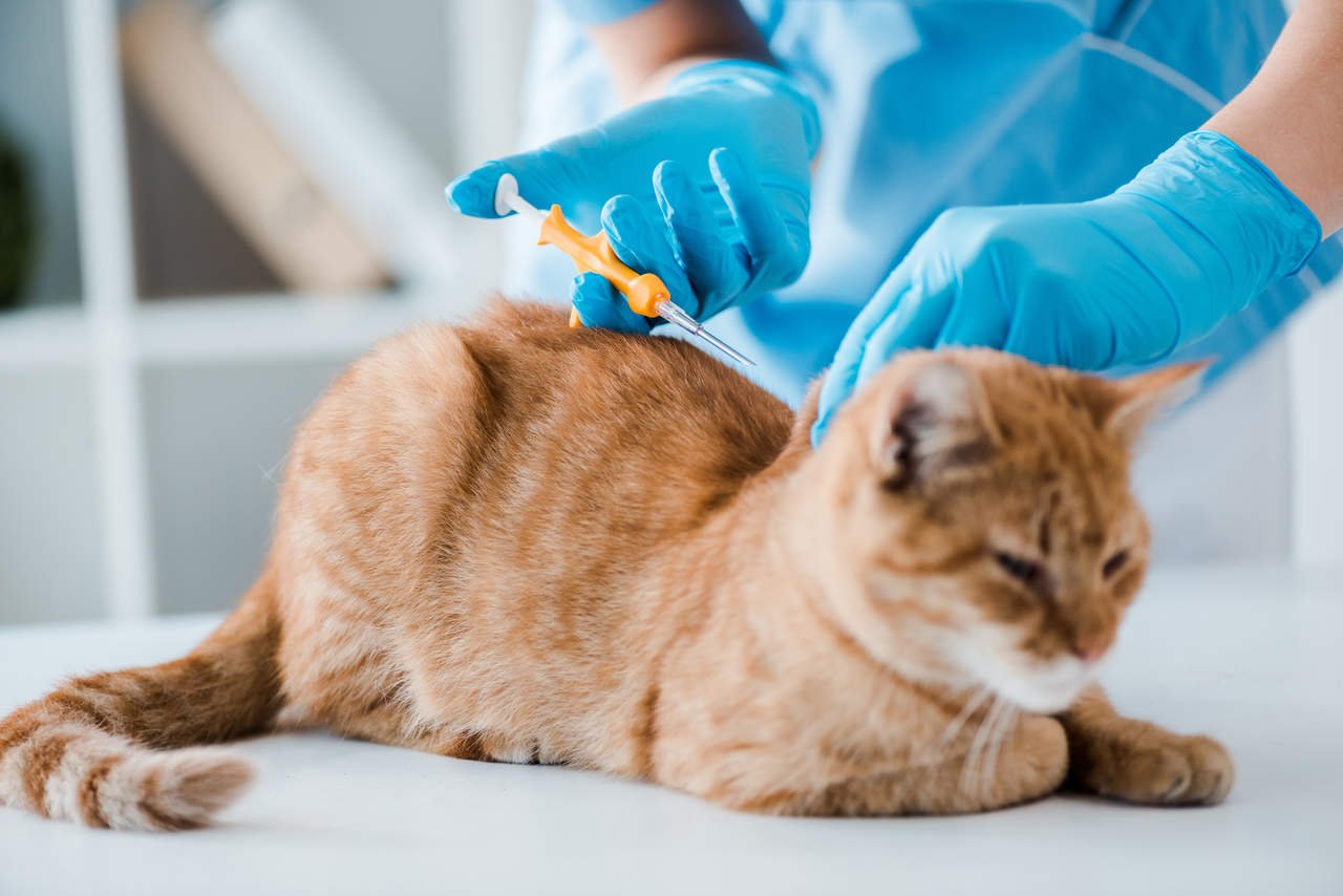 aşı olan sarı kedi