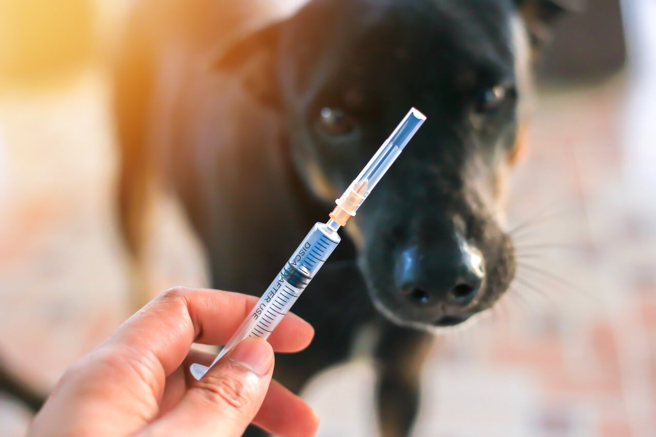 Hastalıklardan korunmak için yapılan aşının şırıngasını tutan bir el ve arka planda duran siyah bir köpek