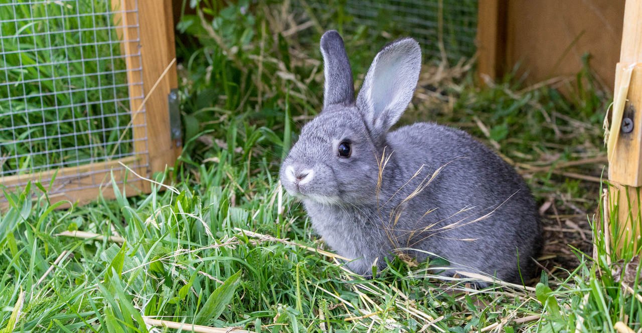 Kafesin yanında duran gri renkli tavşan