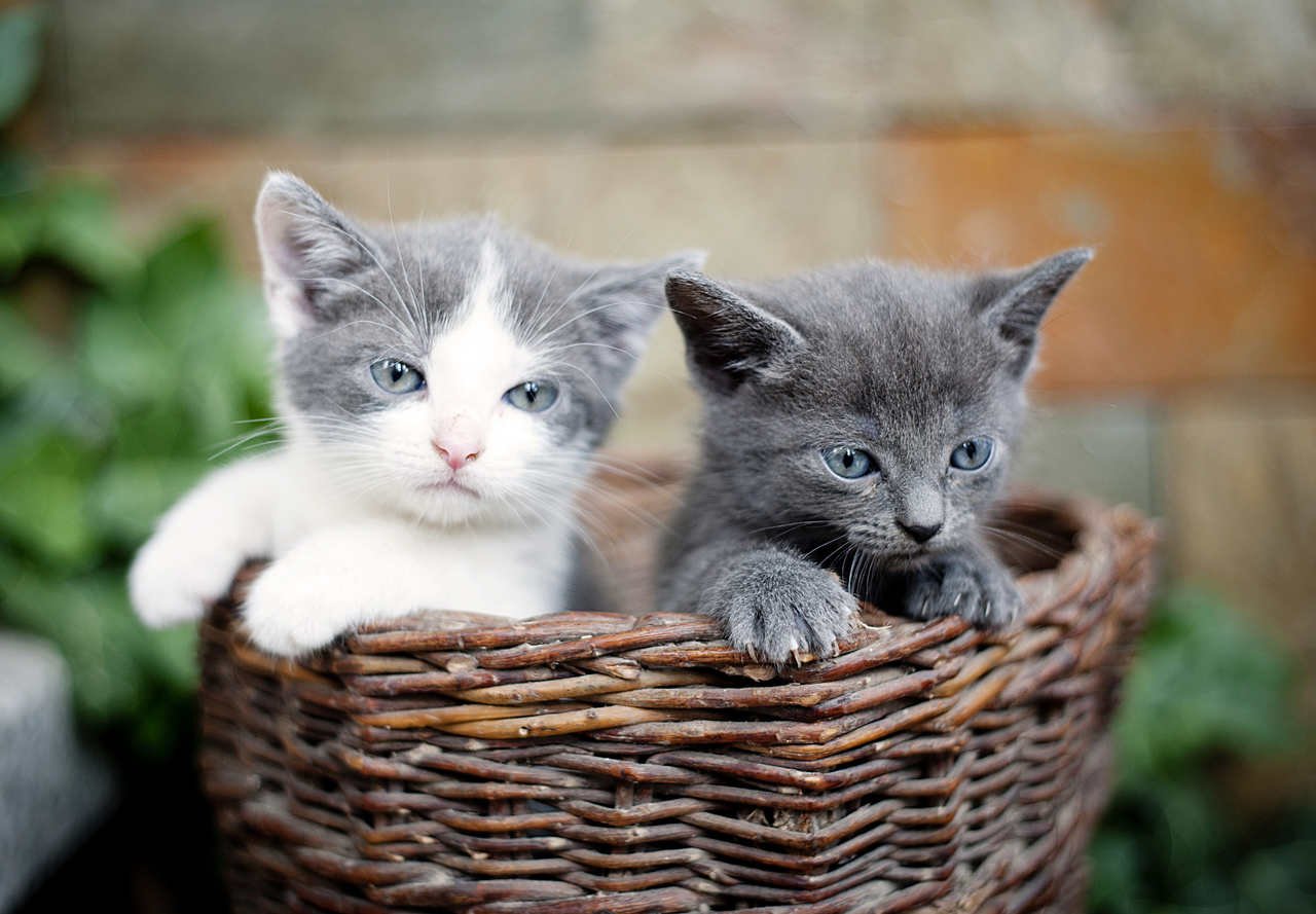 bir sepetin içinde oturan iki sevimli yavru kedi