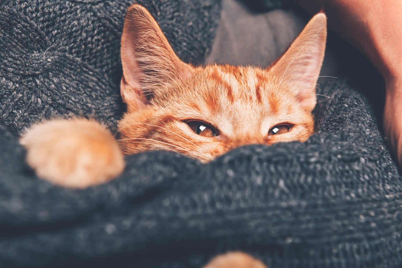 battaniyenin arasından başını uzatan sevimli kedi