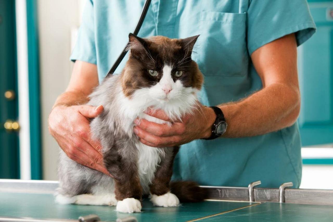 veteriner hekim tarafından kontrole götürülmek üzere olan bir kedi