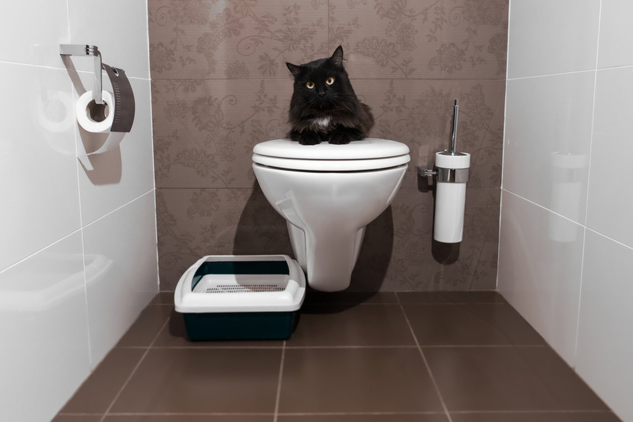 tuvaletini yapan siyah bir kedi