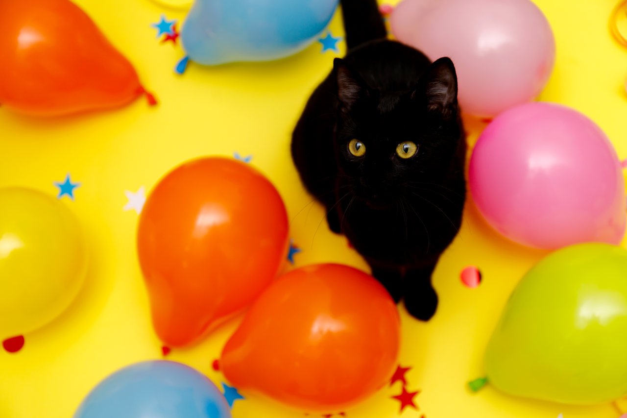 rengarenk balonların arasında oturan siyah kırçıllı kedi