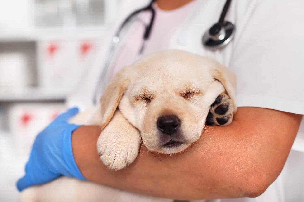 Veterinerin kucağında uyuyan beyaz yavru köpek