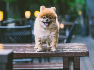 Minik ve Şirin Pomeranian Boo Özellikleri - Vetrium Çayyolu Veteriner  Kliniği