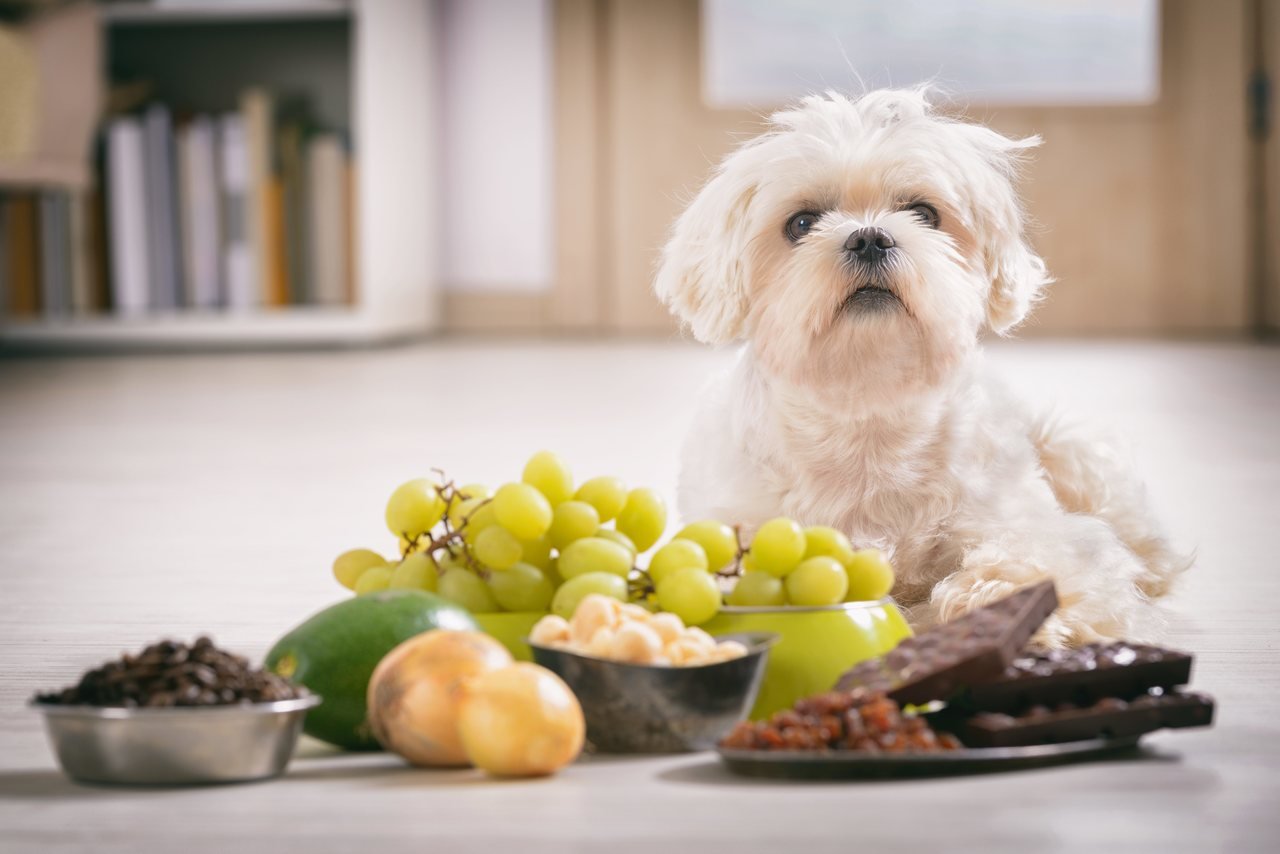 beyaz bir köpek ve önünde köpekleri zehirleyen besin maddeleri