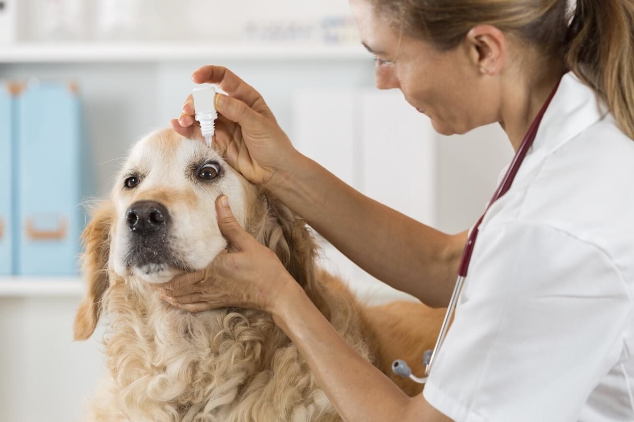 Golden Retriever cinsi köpeğin gözüne göz damlası damlatan veteriner hekim
