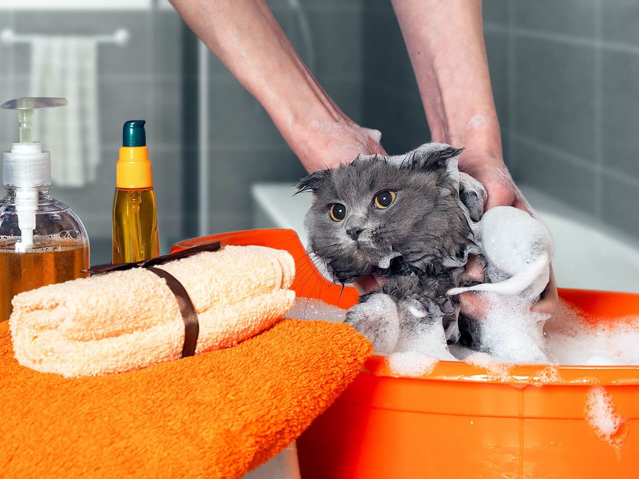 turuncu bir kova içinde sahibinin köpüklerle yıkadığı gri renkli kedi