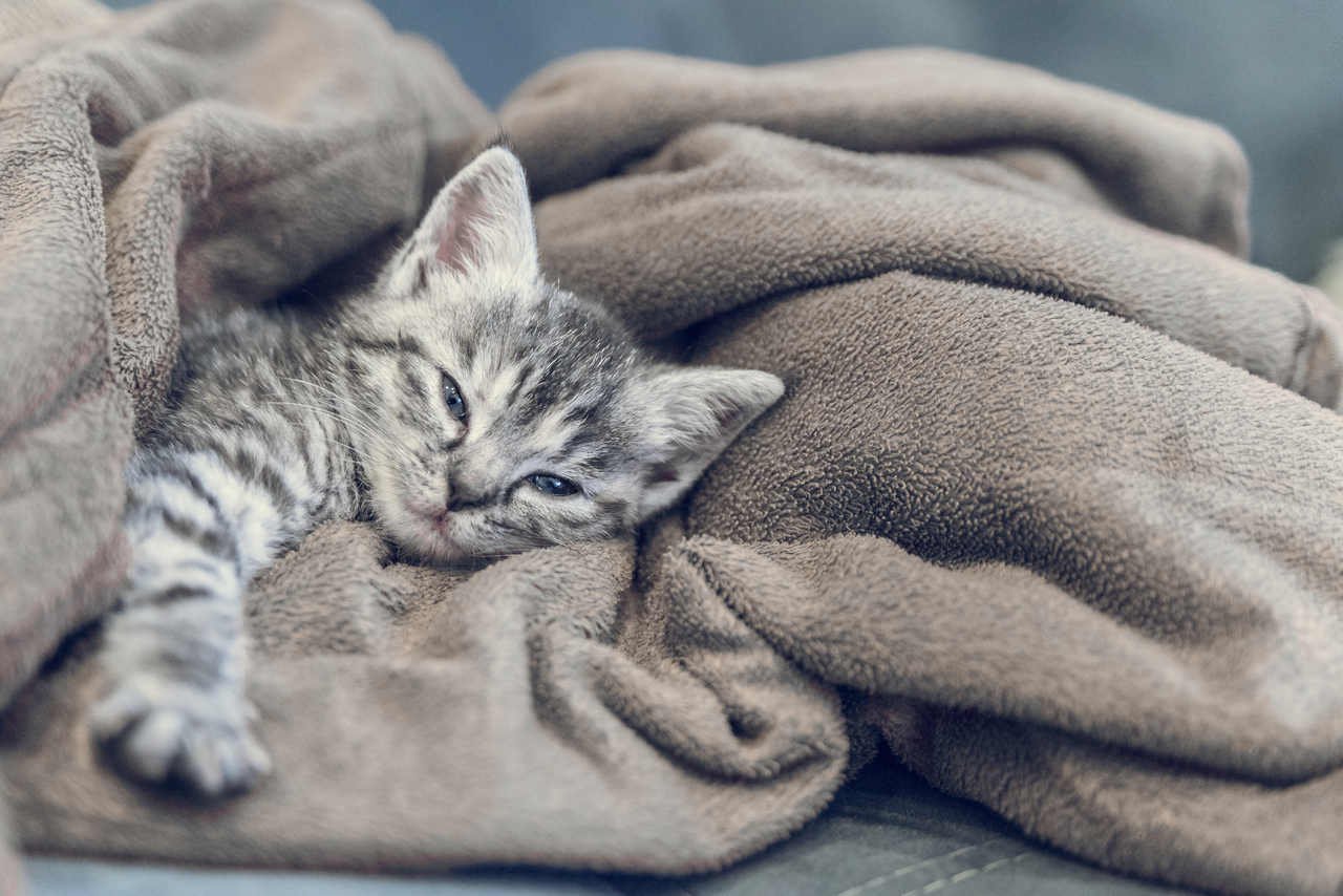 battaniyeye sarılıp yatan gri kırçıllı minik yavru kedi