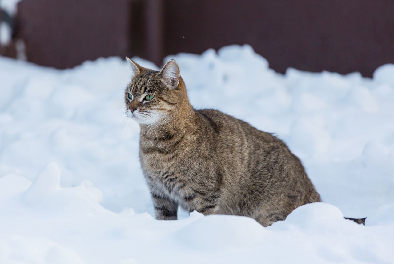 karlar içinde tek başına dolaşan kedi