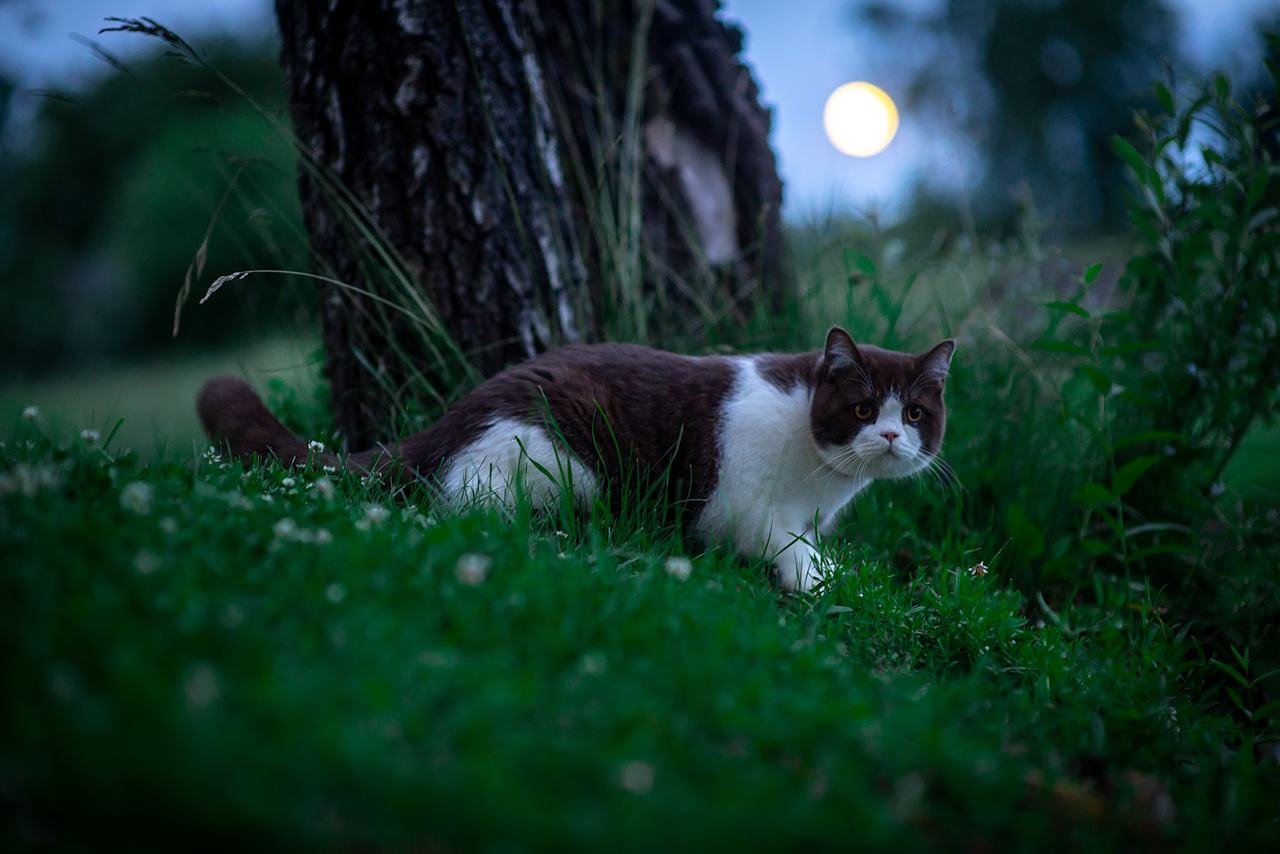 gece karanlığında etrafını izleyen kedi