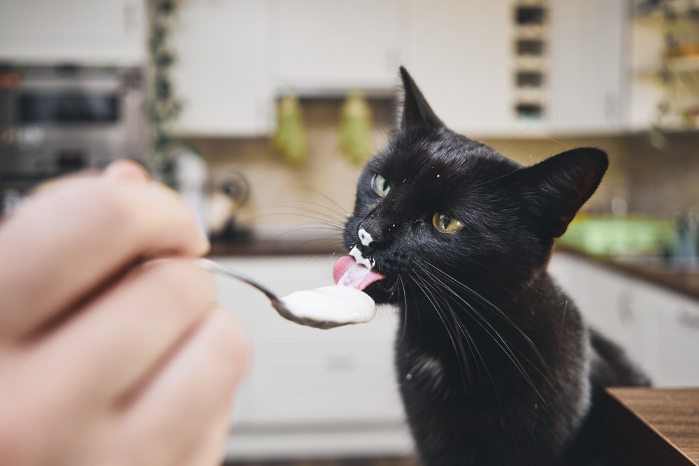Yoğurt yiyen siyah kedi