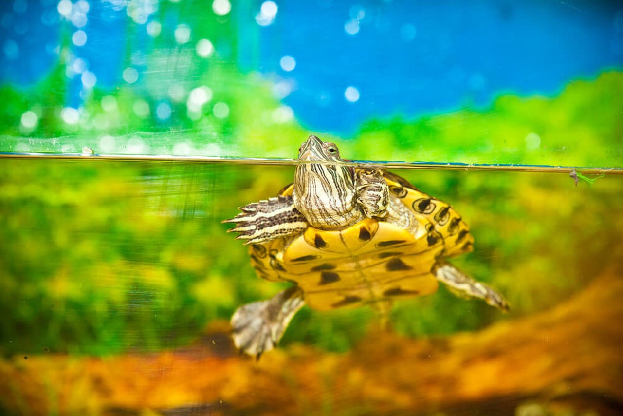 Akvaryum içinde yüzen su kaplumbağası