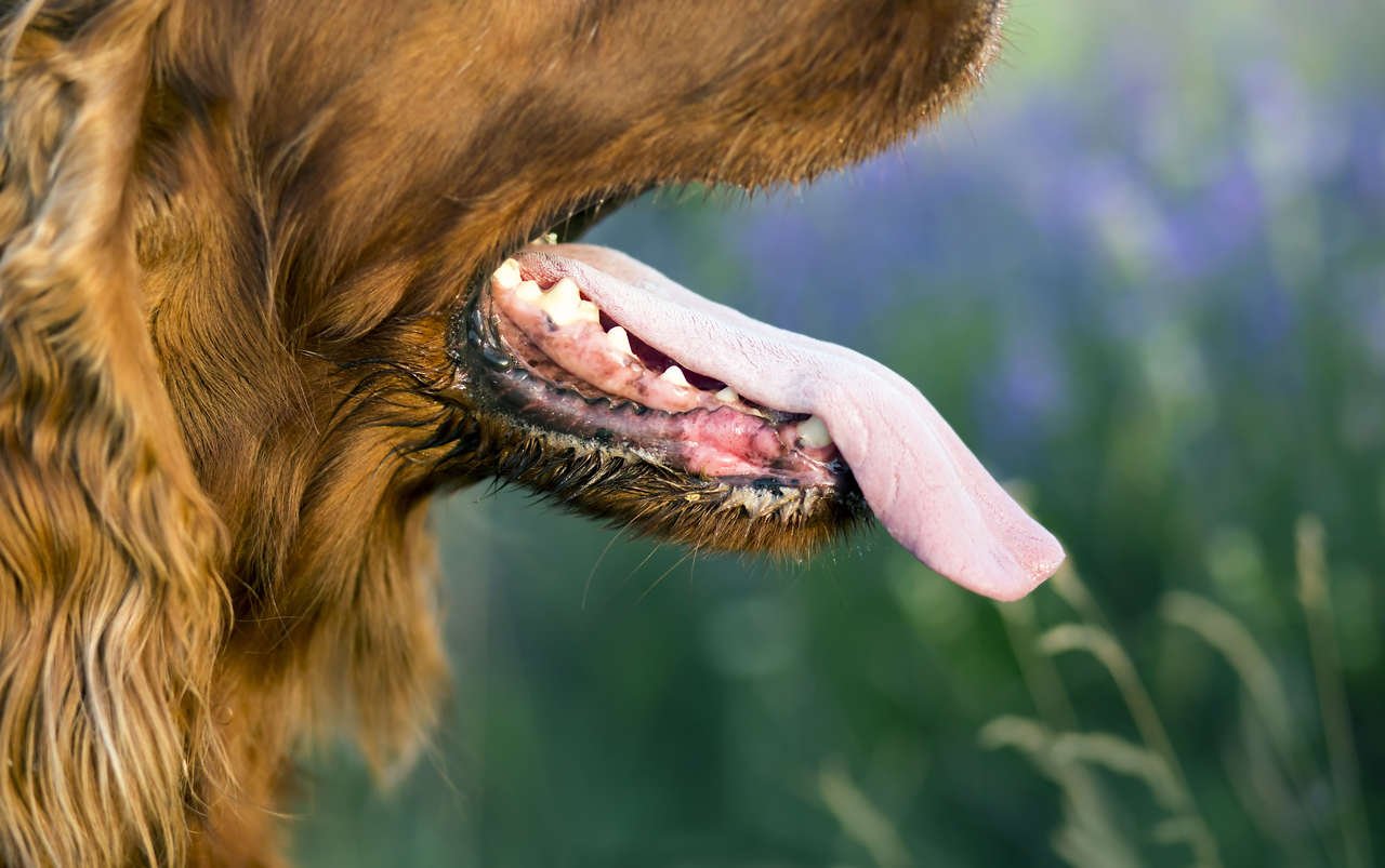 kuduz nedir sorusuna yanıt niteliğide köpek dili