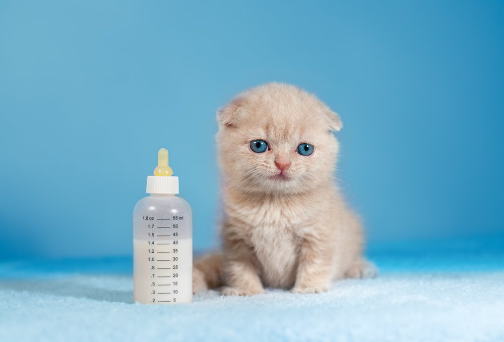 Yavru kedi ve süt dolu biberon