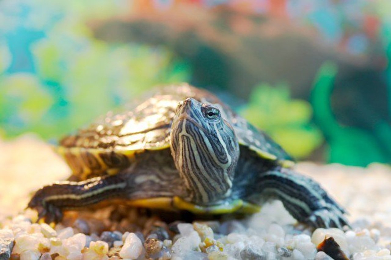 Taş üzerinde yürüyen su kaplumbağası