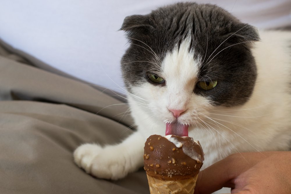 Çikolatalı dondurma yiyen kedi