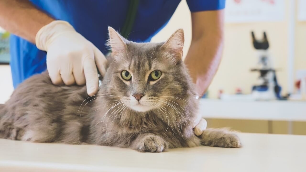 veteriner kontrolüne gelmiş yetişkin bir kedi