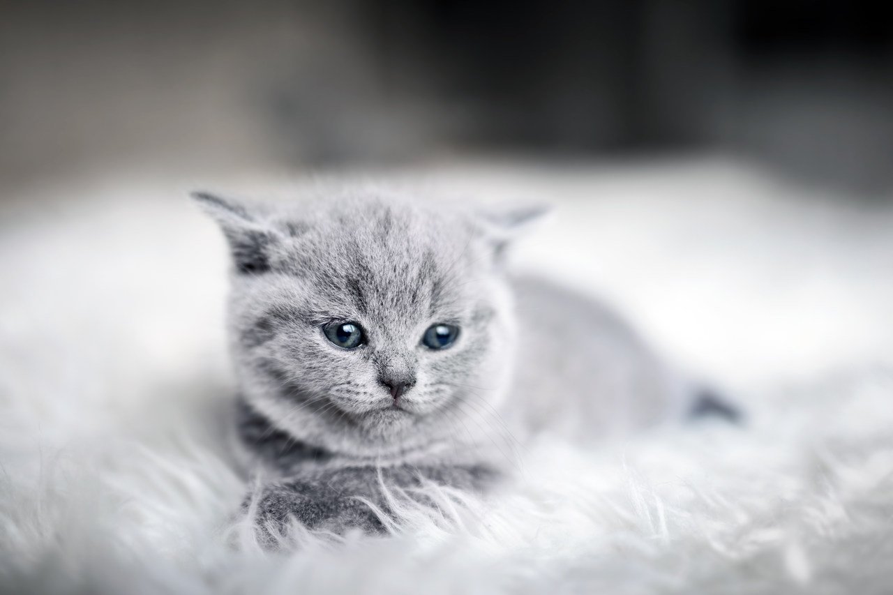 gri renkte minik yavru kedi