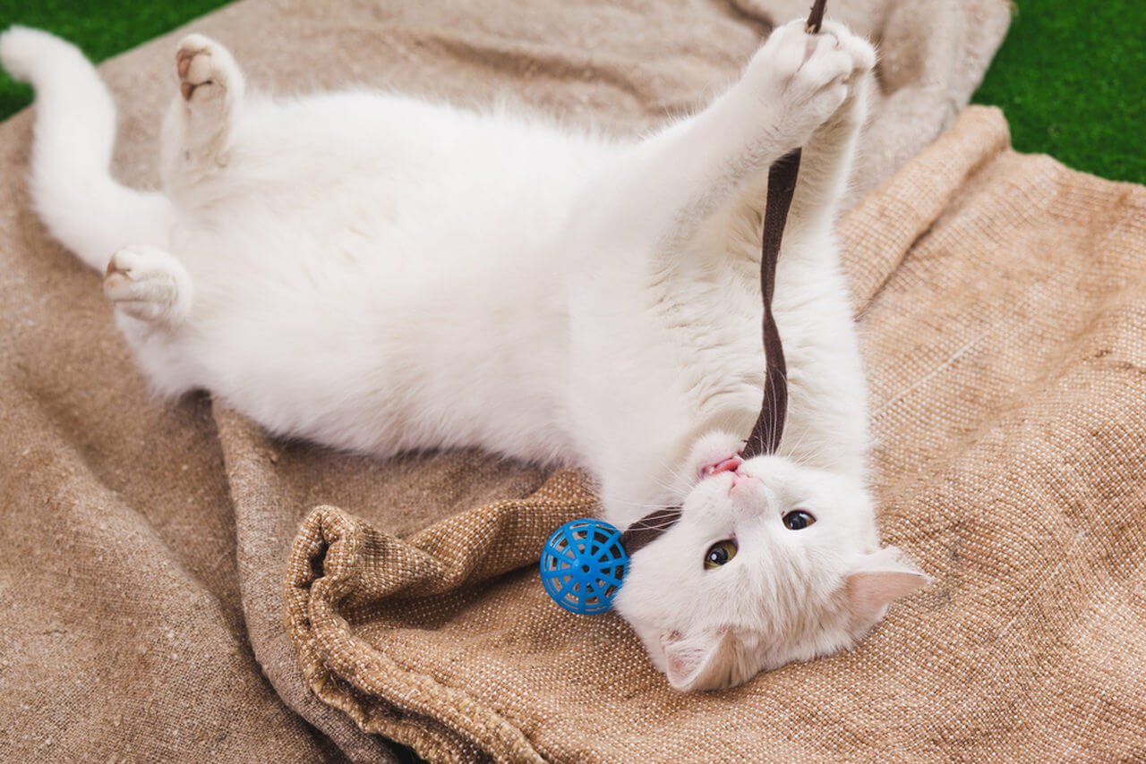 Ucunda bir ip bağlı top ile oyun oynayan beyaz kedi