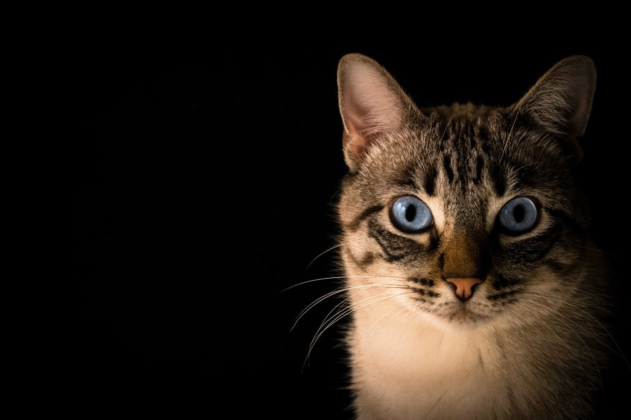 karanlıkta ileriye doğru bakan mavi gözlü kedi