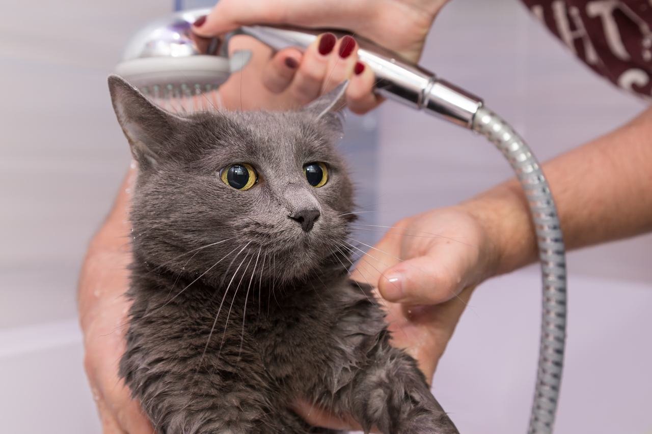 kediler neden korkar sorusuna yanıt olabilecek nitelikte akan suyun altında yıkanan gri kedi