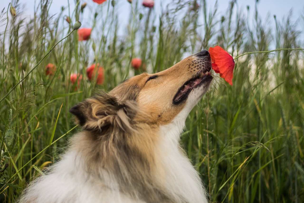 Kırmızı bir gelincik bitkisini koklayan köpek