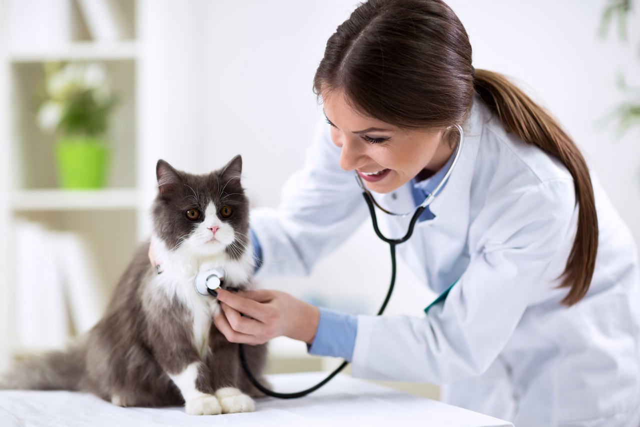 kedi kısırlaştırma işleminden sonra kediyi muayene eden veteriner hekim