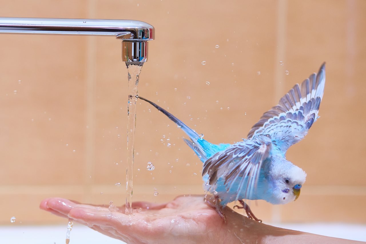 musluğun altında yıkanan muhabbet kuşu