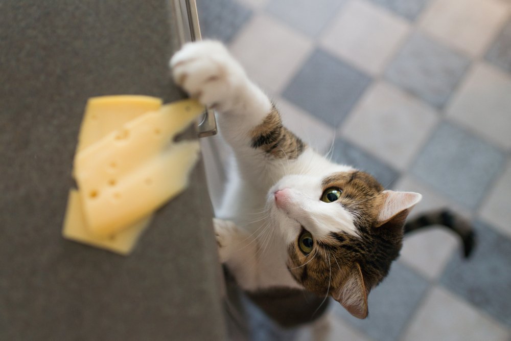 Peynire uzanmaya çalışan kedi