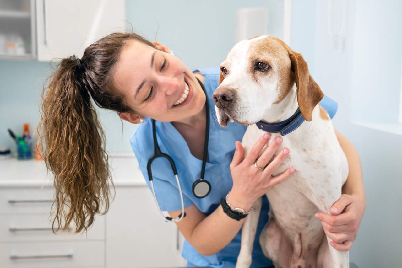 veteriner tarafından sevilen köpek