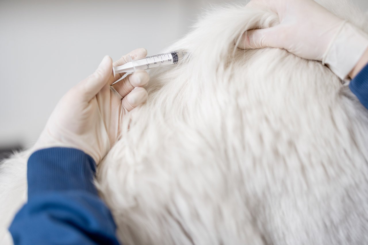 veteriner tarafından kuduz aşısı yapılan bir köpek